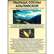 Сосна Альпийская горная, пыльца (Северный Кавказ), свежий сбор,  25 г от производителя Мощный антиоксидант, оздоравливает организм, против старения, для потенции